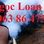 Máy tạo khói dùng để phun thuốc kích thích cho cây cam tại hòa bình