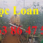 Khuyến mại một máy phun khói mini khi mua hai máy phun thuốc trừ sâu dạng khói hlc250