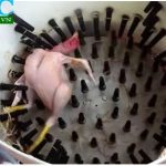 Ở đâu bán máy vặt lông gà vịt giá rẻ, chất lượng hiện nay