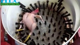 Máy vặt lông gà vịt tại Điện Máy Hoàng Long, vặt sạch bong không còn cọng lông gà