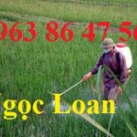 ưu điểm máy phun thuốc diệt trừ sâu Honda Gx35